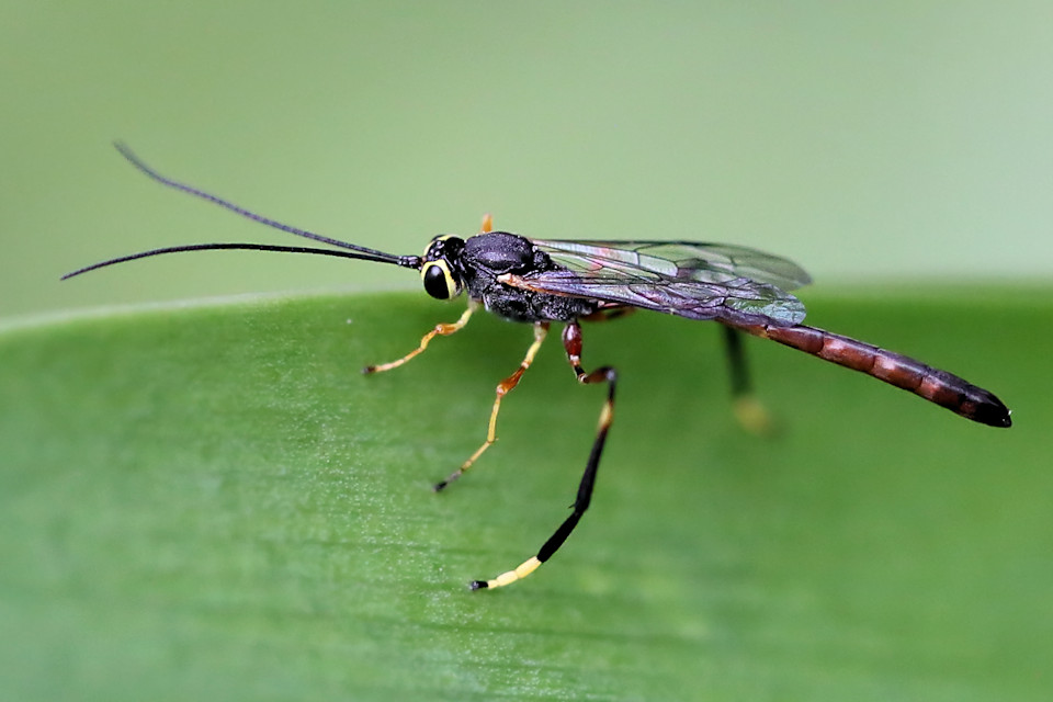 Ichneumon Wasp (Heteropelma scaposum) (Heteropelma scaposum)